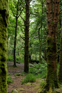 Troncs de hêtre moussus, forêt de Torc, Killarney, Co. Kerry, Irlande