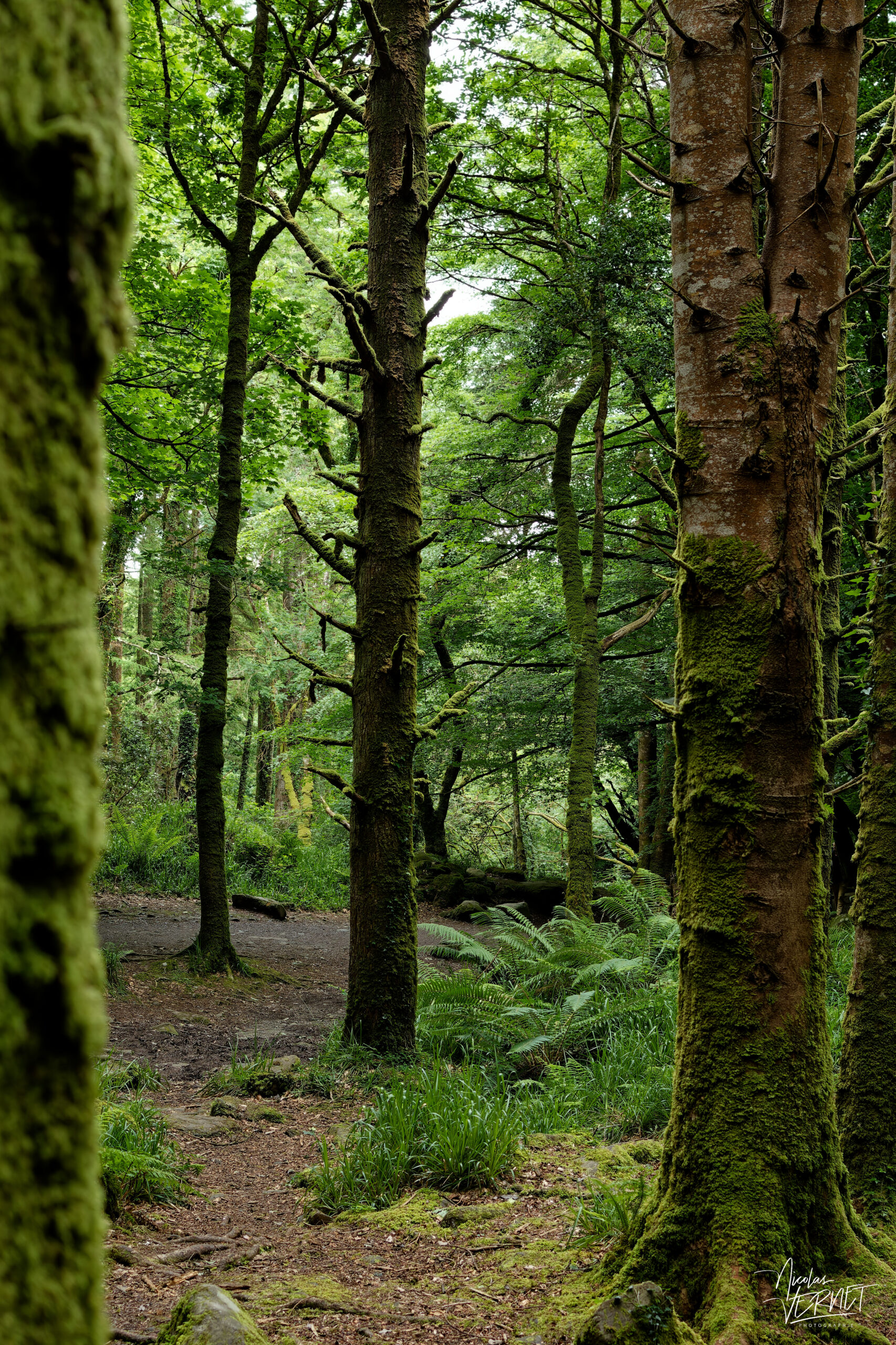 Troncs de hêtre moussus, forêt de Torc, Killarney, Co. Kerry, Irlande