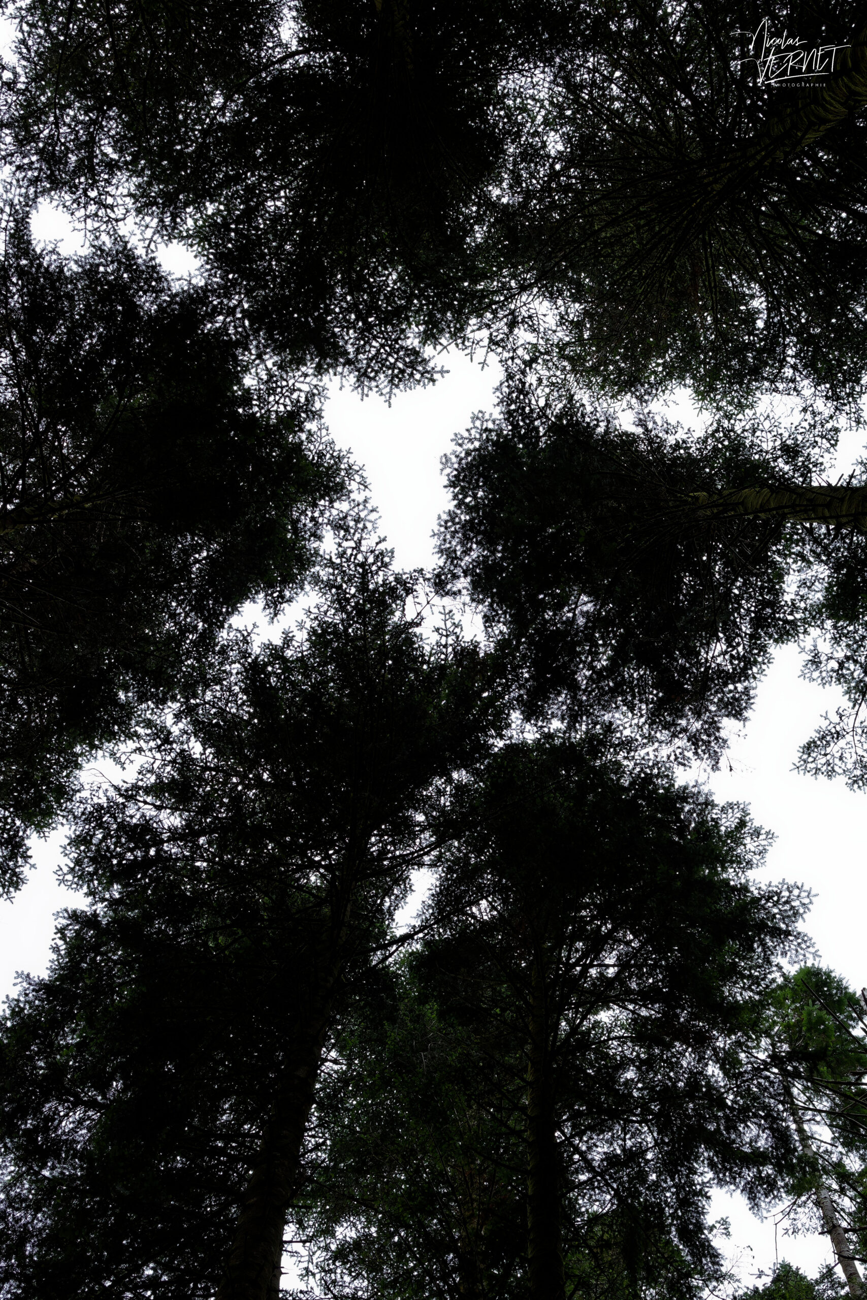 Forêt de Torc, Killarney, Co. Kerry, Irlande