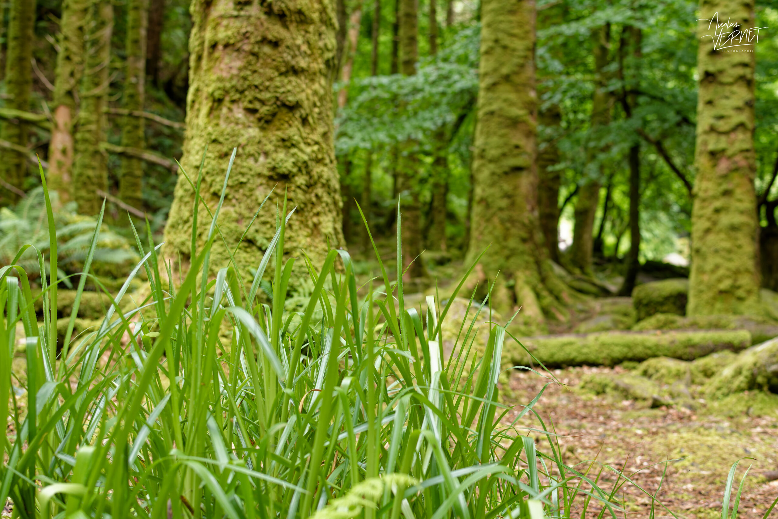 Troncs de hêtre moussus, forêt de Torc, Killarney, Co. Kerry, Irlande