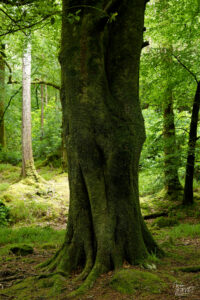 Tronc de hêtre moussu, forêt de Torc, Killarney, Co. Kerry, Irlande