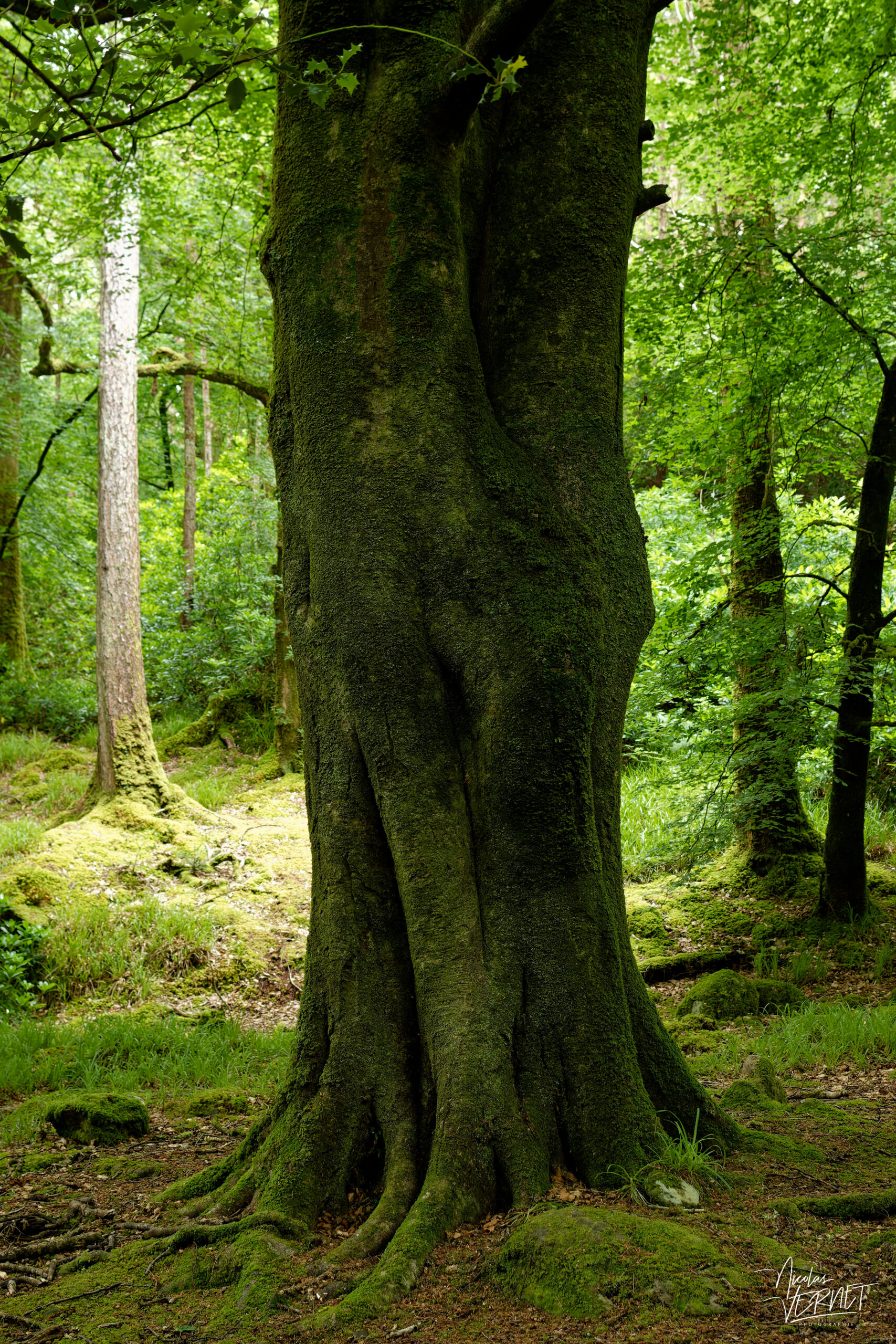Tronc de hêtre moussu, forêt de Torc, Killarney, Co. Kerry, Irlande