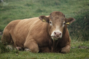 Taureau de race Limousine, Coomatloukane, Co. Kerry, Irlande
