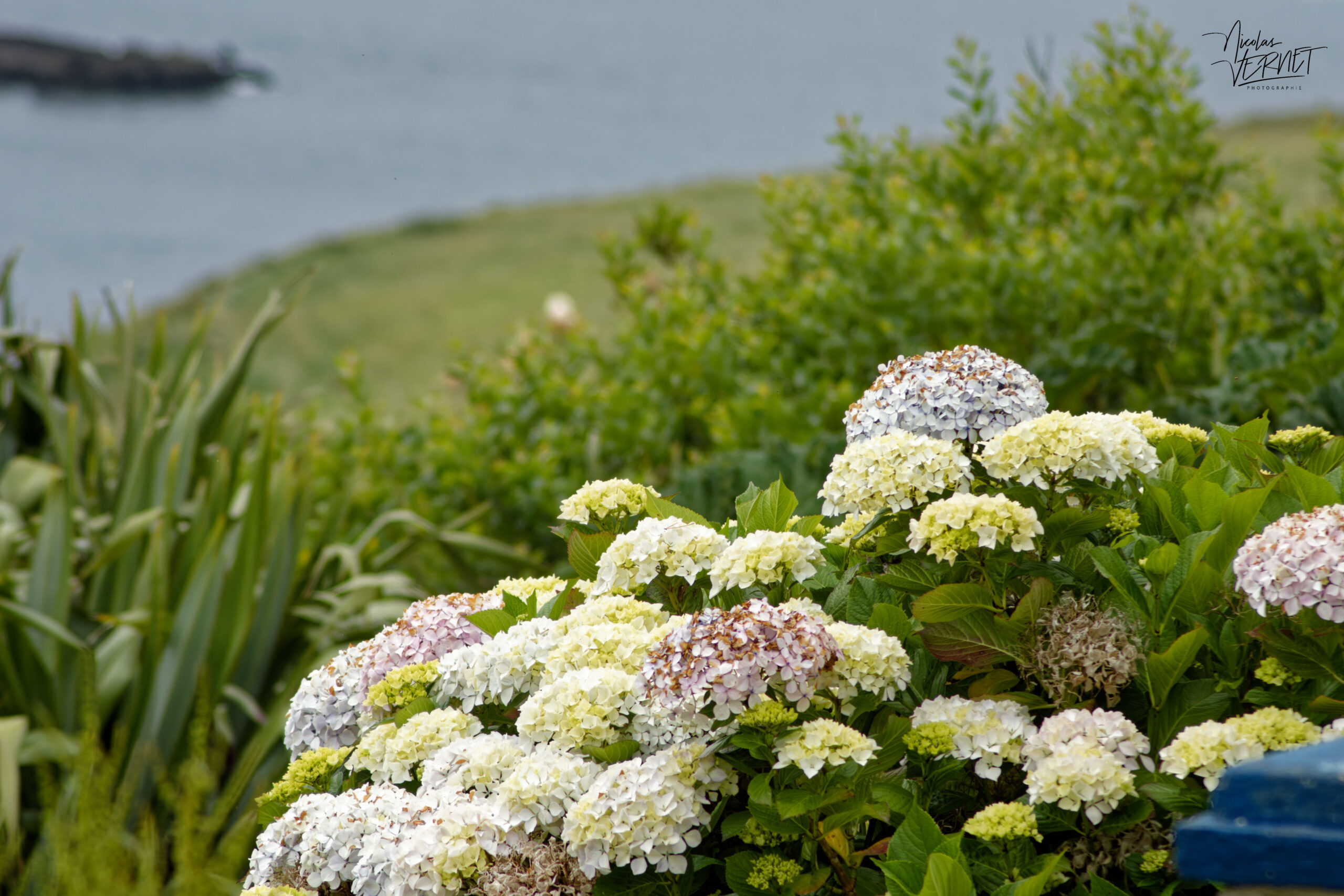 Hortensias (Hydrangea macrophylla), Foilnageragh, Co. Kerry, Irlande
