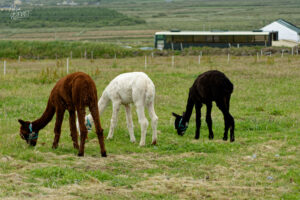 Jeunes alpagas (blanc, brun et noir) tondus (Vicugna pacos), Foilnageragh, Co. Kerry, Irlande