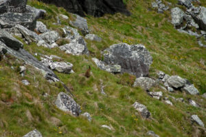 Lièvre irlandais (Lepus timidus hibernicus), Falaises de Kerry, Foilnageragh, Co. Kerry, Irlande