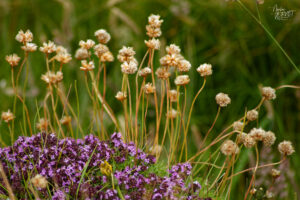 Armérie maritime (Armeria maritima) et tapis de Thym sauvage "Serpolet" (Thymus serpyllum), Falaises de Kerry, Foilnageragh, Co. Kerry, Irlande