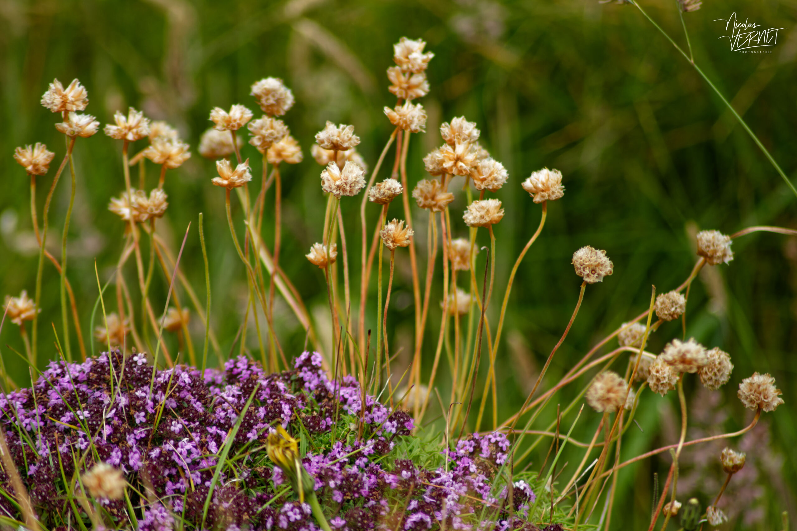 Armérie maritime (Armeria maritima) et tapis de Thym sauvage "Serpolet" (Thymus serpyllum), Falaises de Kerry, Foilnageragh, Co. Kerry, Irlande
