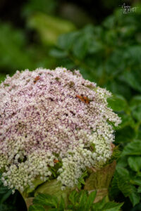 Angélique du littoral (Angelica lucida) et téléphores fauves (Rhagonycha fulva), Falaises de Kerry, Foilnageragh, Co. Kerry, Irlande