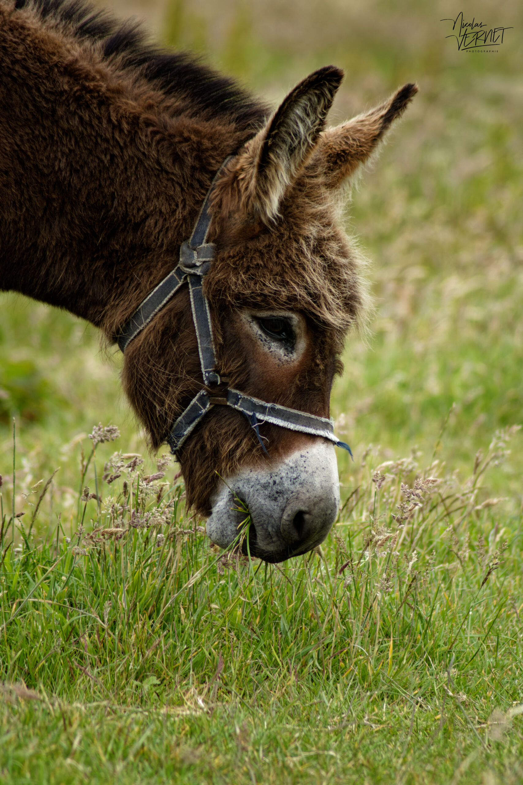 Âne Commun (Equus asinus), Foilnageragh, Co. Kerry, Irlande