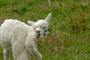 Jeune alpaga blanc tondu (Vicugna pacos), Foilnageragh, Co. Kerry, Irlande