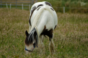Cheval Irish Cob (ou Tinker) (Equus caballus), Foilnageragh, Co. Kerry, Irlande