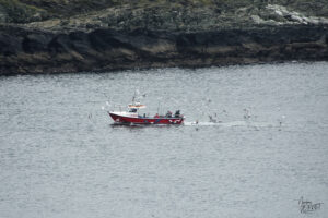 Bateau de pêche "Sioux" escorté par les goélands dans la baie de Foilhommerum, Valentina Island, Bray, Co. Kerry, Irlande