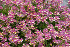 Tapis de Némésias (Nemesia), Kinsale, Co. Cork, Irlande