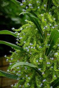 Vipérine géante (Echium pininana), Parc Fitzgerald, Cork, Irlande