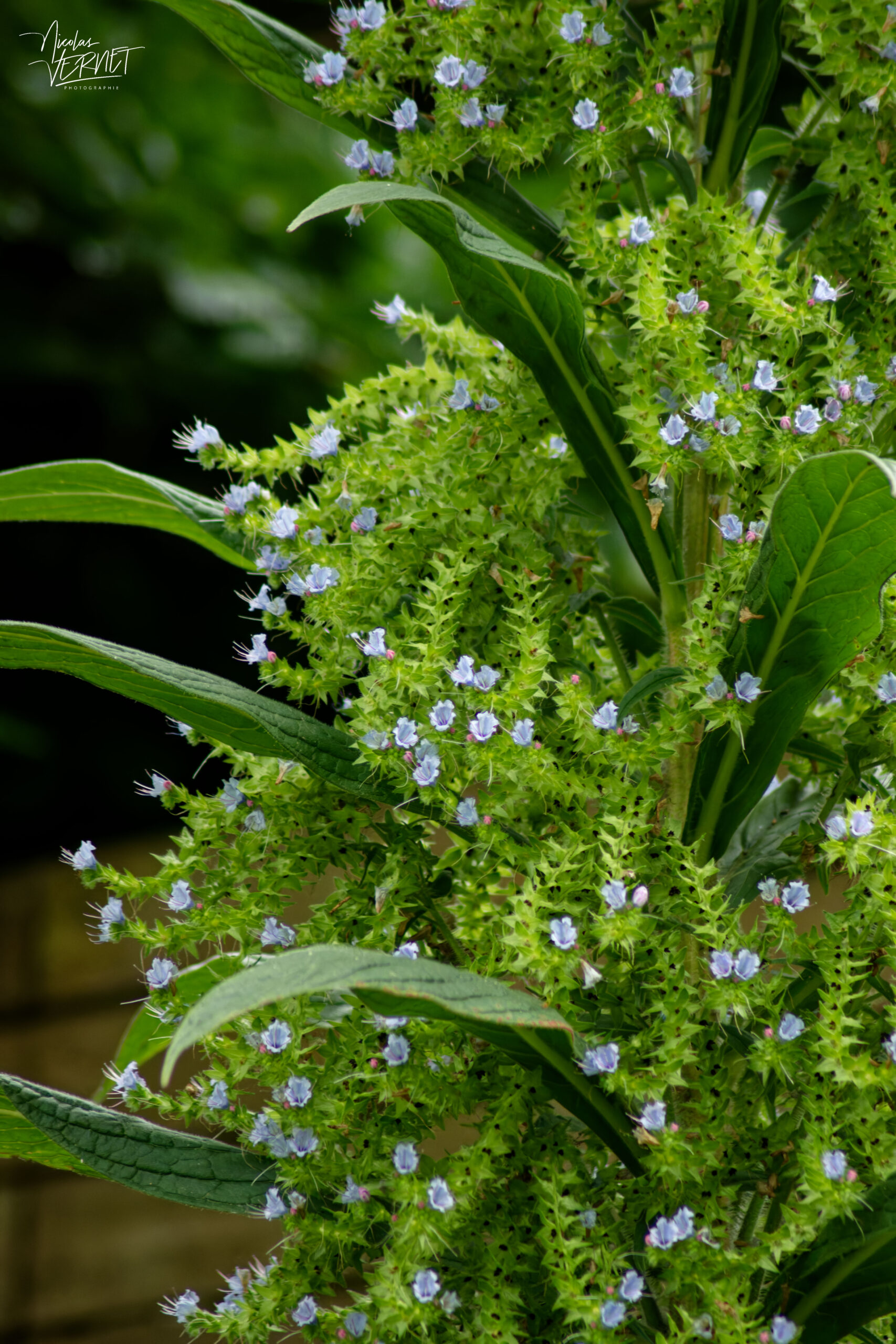 Vipérine géante (Echium pininana), Parc Fitzgerald, Cork, Irlande
