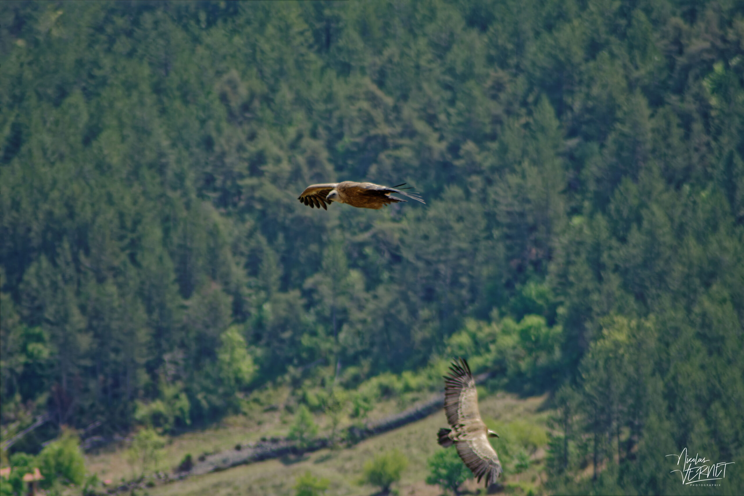 Vautour fauve (Gyps fulvus), Rémuzat (Drôme)