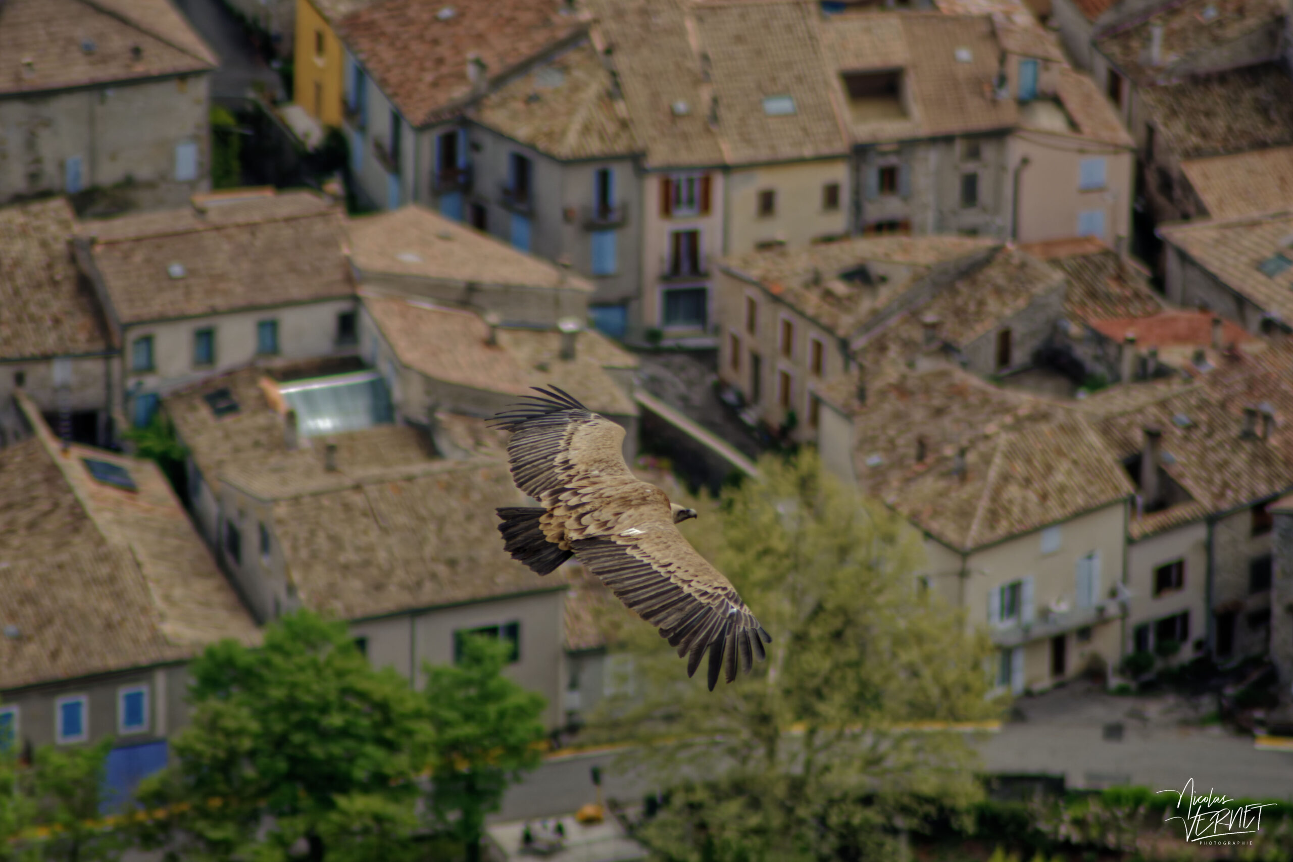 Vautour fauve (Gyps fulvus), Rémuzat (Drôme)
