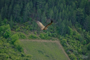 Vautour fauve (Gyps fulvus), Rémuzat (Drôme)