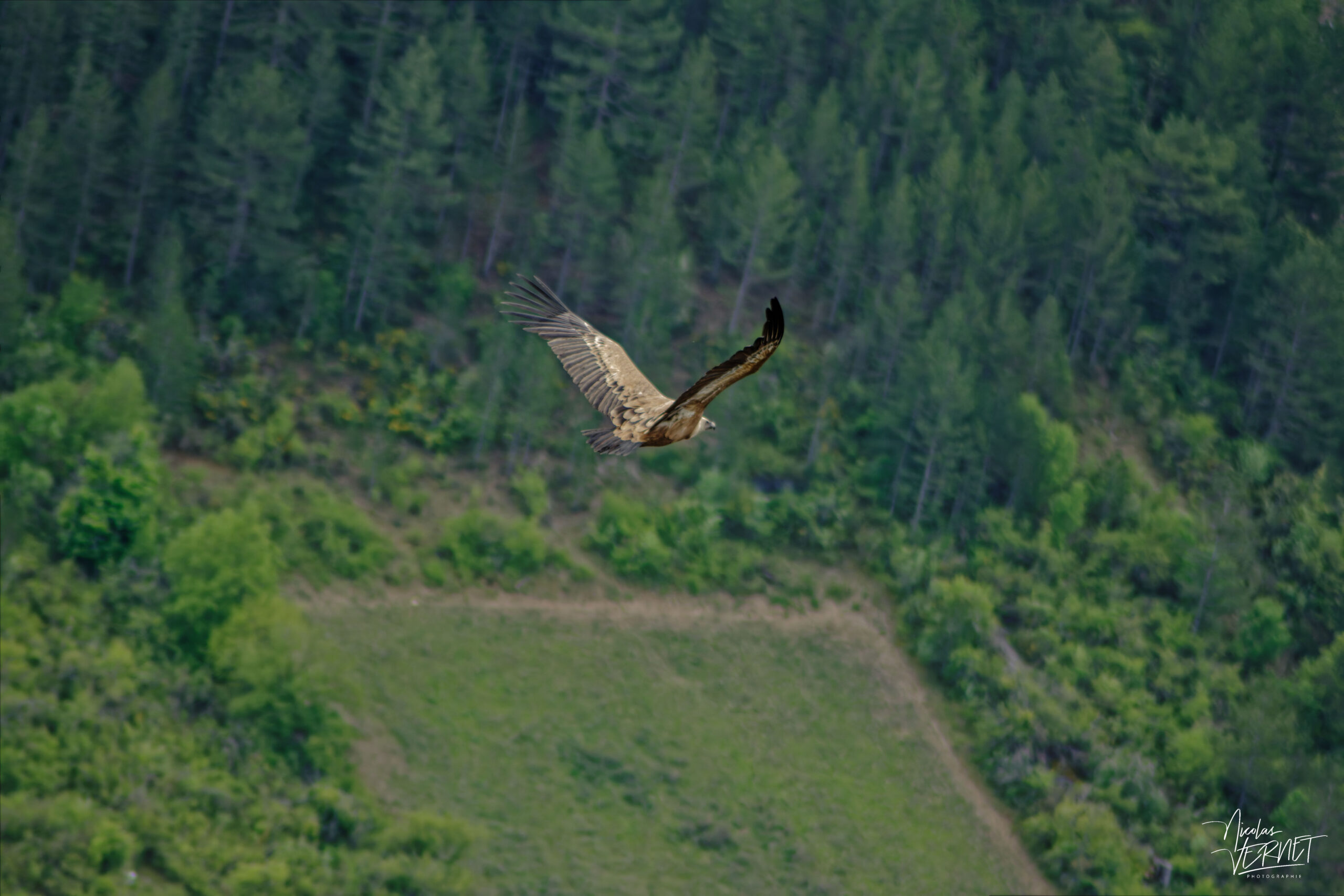 Vautour fauve (Gyps fulvus), Rémuzat (Drôme)