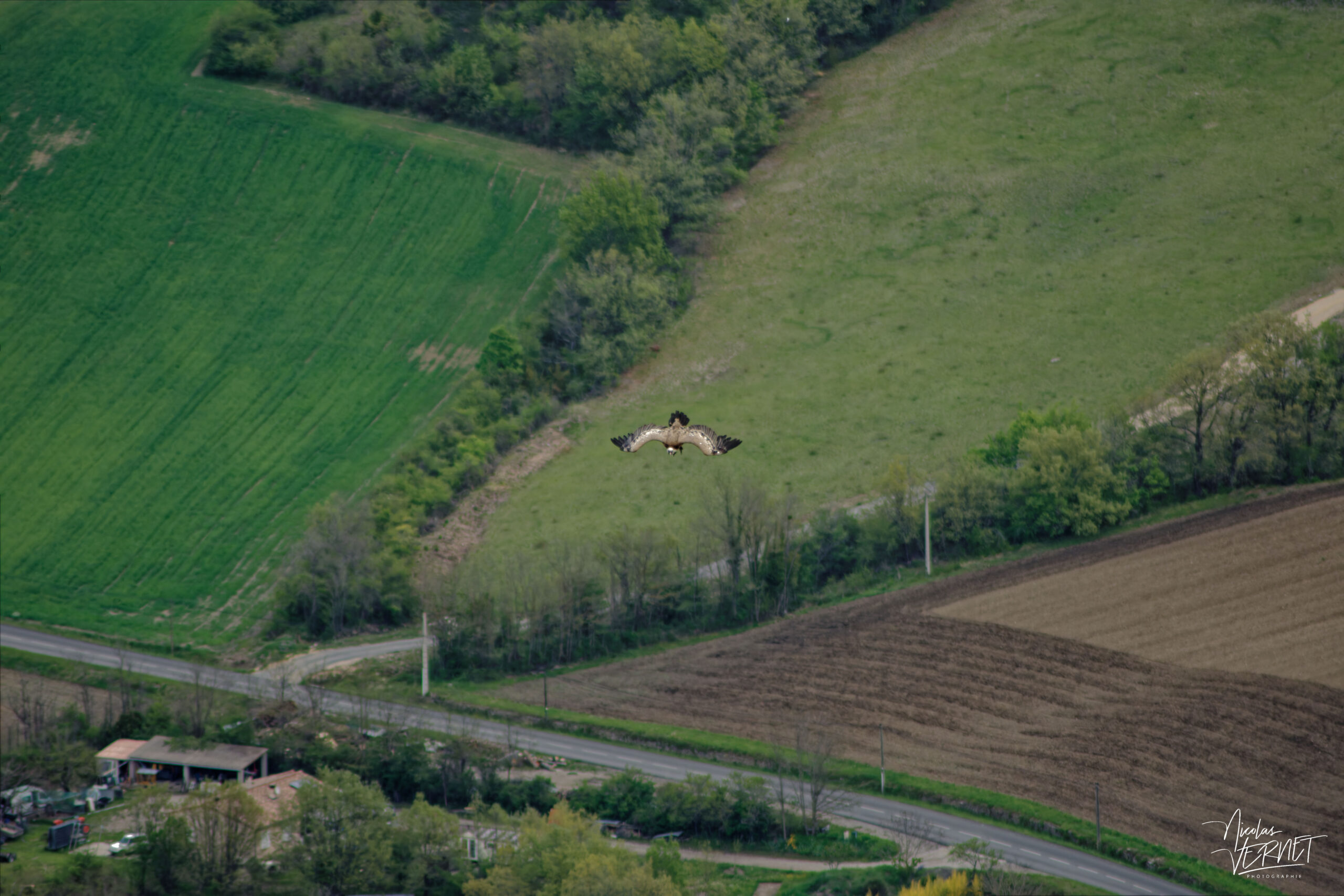 Vautour fauve (Gyps fulvus), Rémuzat (Drôme)