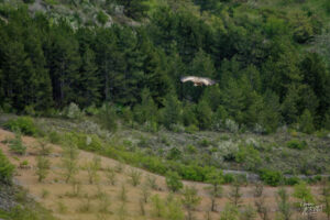 Vautour fauve (Gyps fulvus), Rémuzat (Drôme)