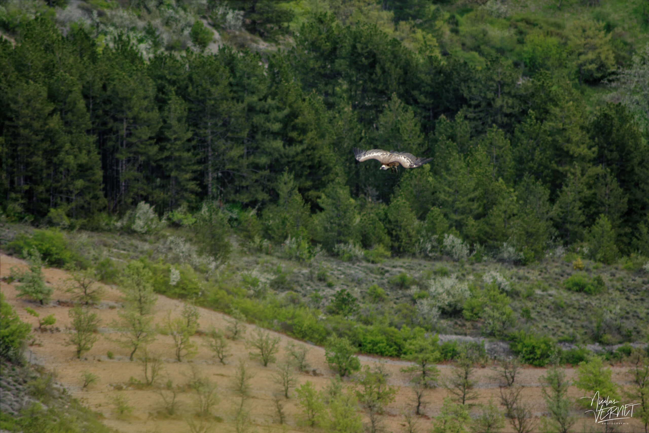 Vautour fauve (Gyps fulvus), Rémuzat (Drôme)