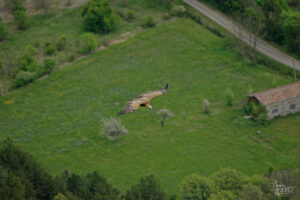 Vautour fauve (Gyps fulvus), Rémuzat (Drôme)