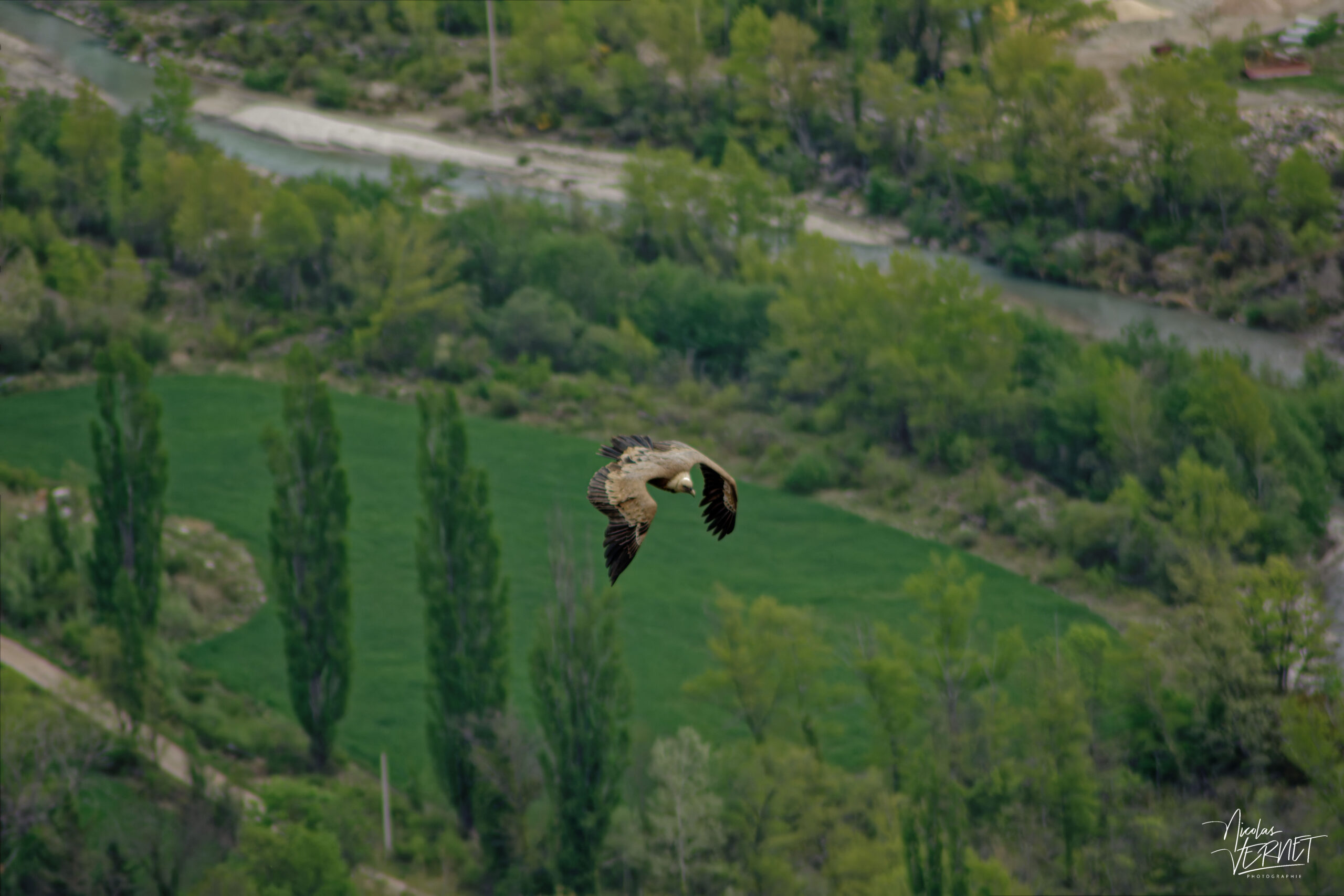 Vautour fauve (Gyps fulvus), Rémuzat (Drôme)