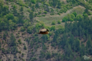 Vautour fauve (Gyps fulvus), Rémuzat (Drôme)
