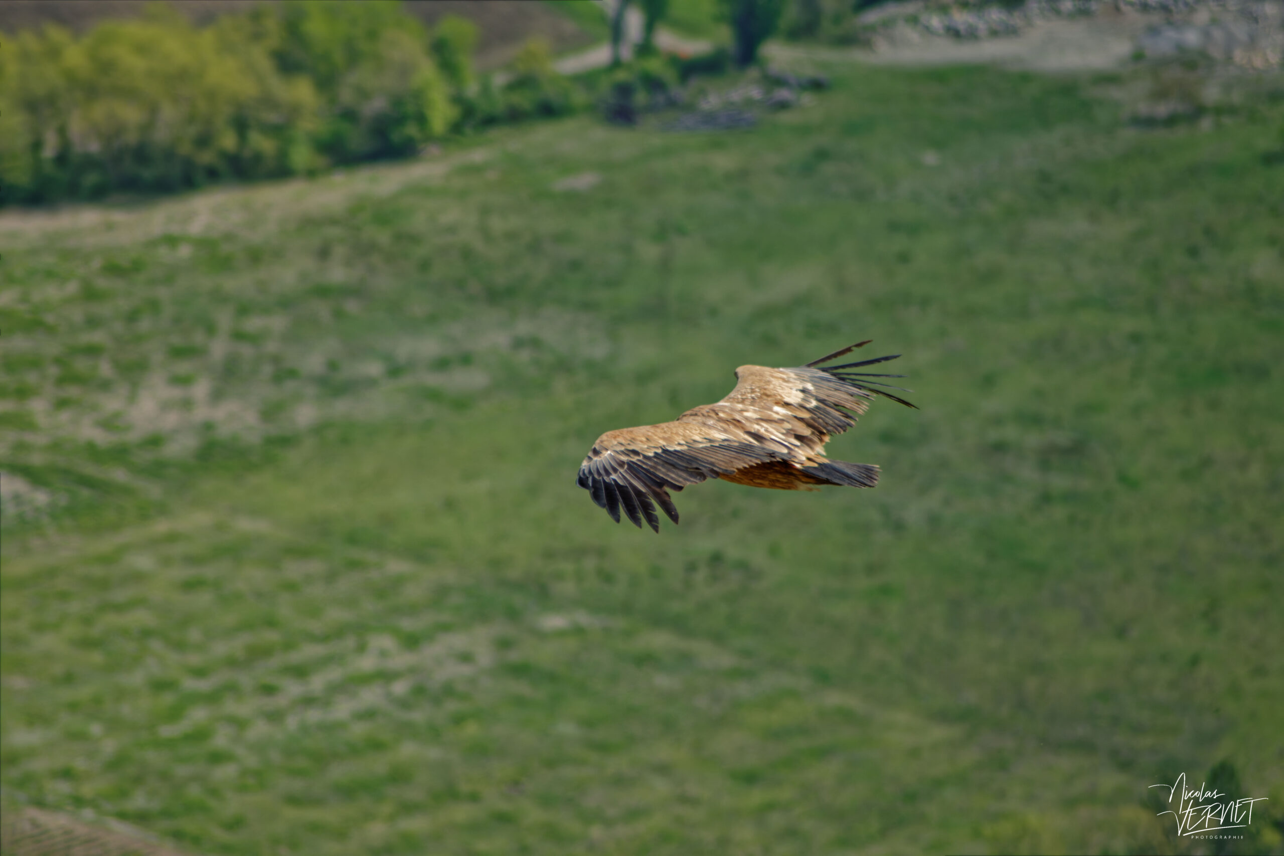 Vautour fauve (Gyps fulvus), Rémuzat (Drôme)