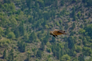 Vautour fauve (Gyps fulvus), Rémuzat (Drôme)