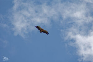 Vautour fauve (Gyps fulvus), Rémuzat (Drôme)
