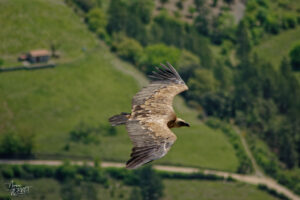 Vautour fauve (Gyps fulvus), Rémuzat (Drôme)