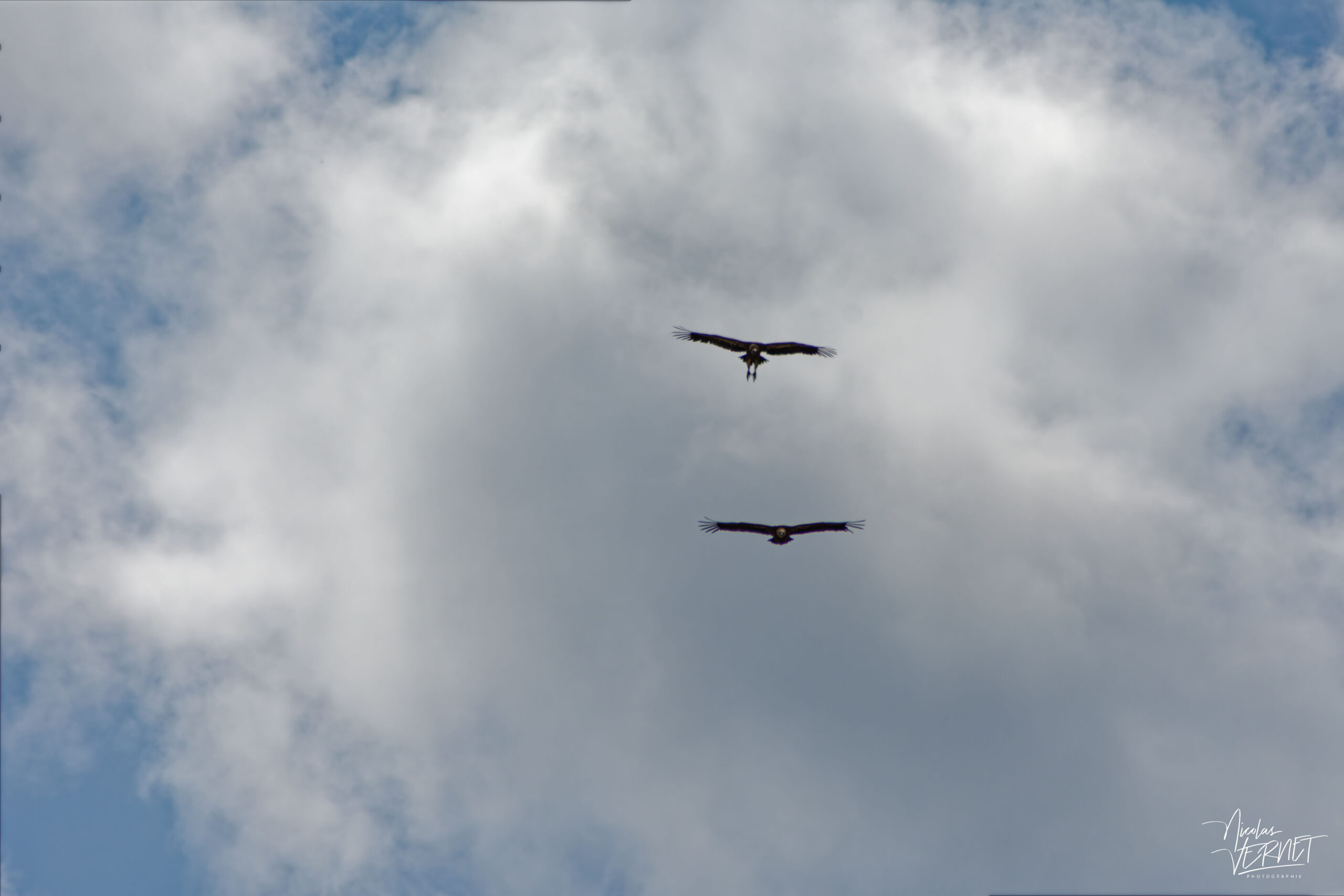 Vautour fauve (Gyps fulvus), Rémuzat (Drôme)