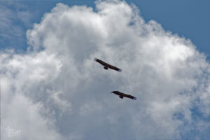 Vautour fauve (Gyps fulvus), Rémuzat (Drôme)