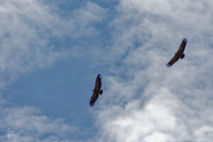Vautour fauve (Gyps fulvus), Rémuzat (Drôme)