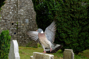 Pigeon ramier (Columba palumbus), Cathedral of St. Peter and Paul, Trim, Co. Meath, Irlande