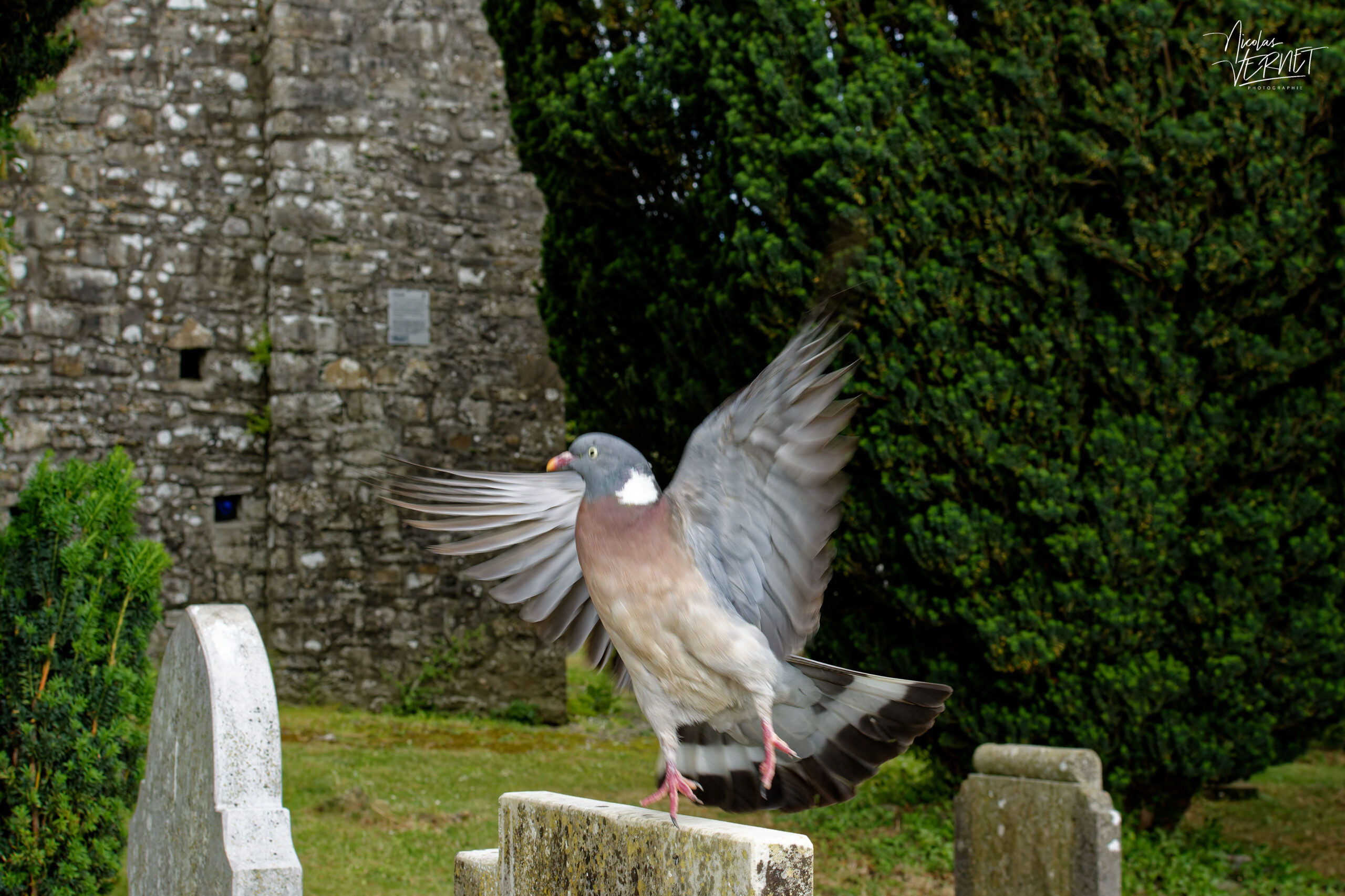 Pigeon ramier (Columba palumbus), Cathedral of St. Peter and Paul, Trim, Co. Meath, Irlande