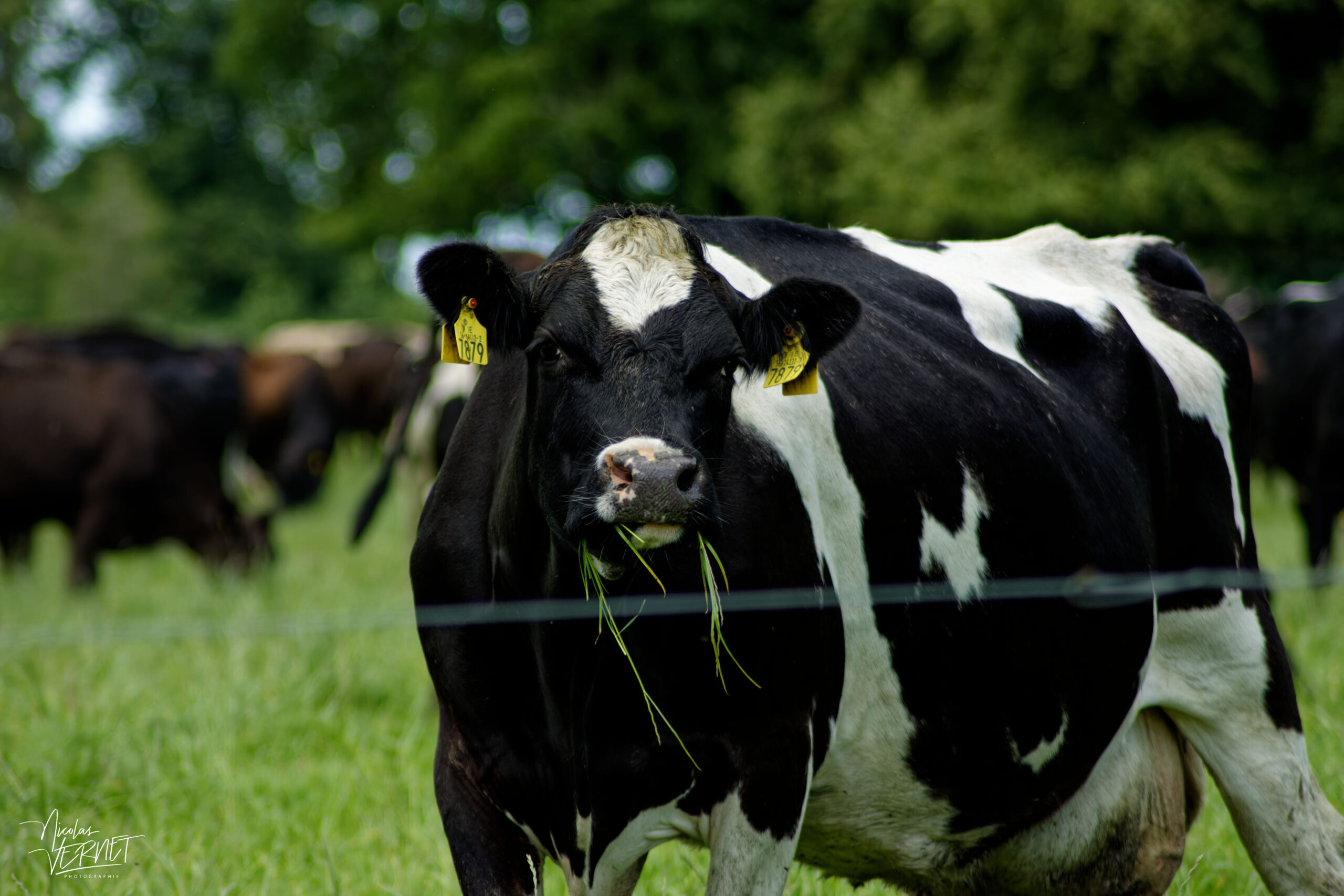 Vache de race Holstein, Castlepollard, Co. Westmeath, Irlande