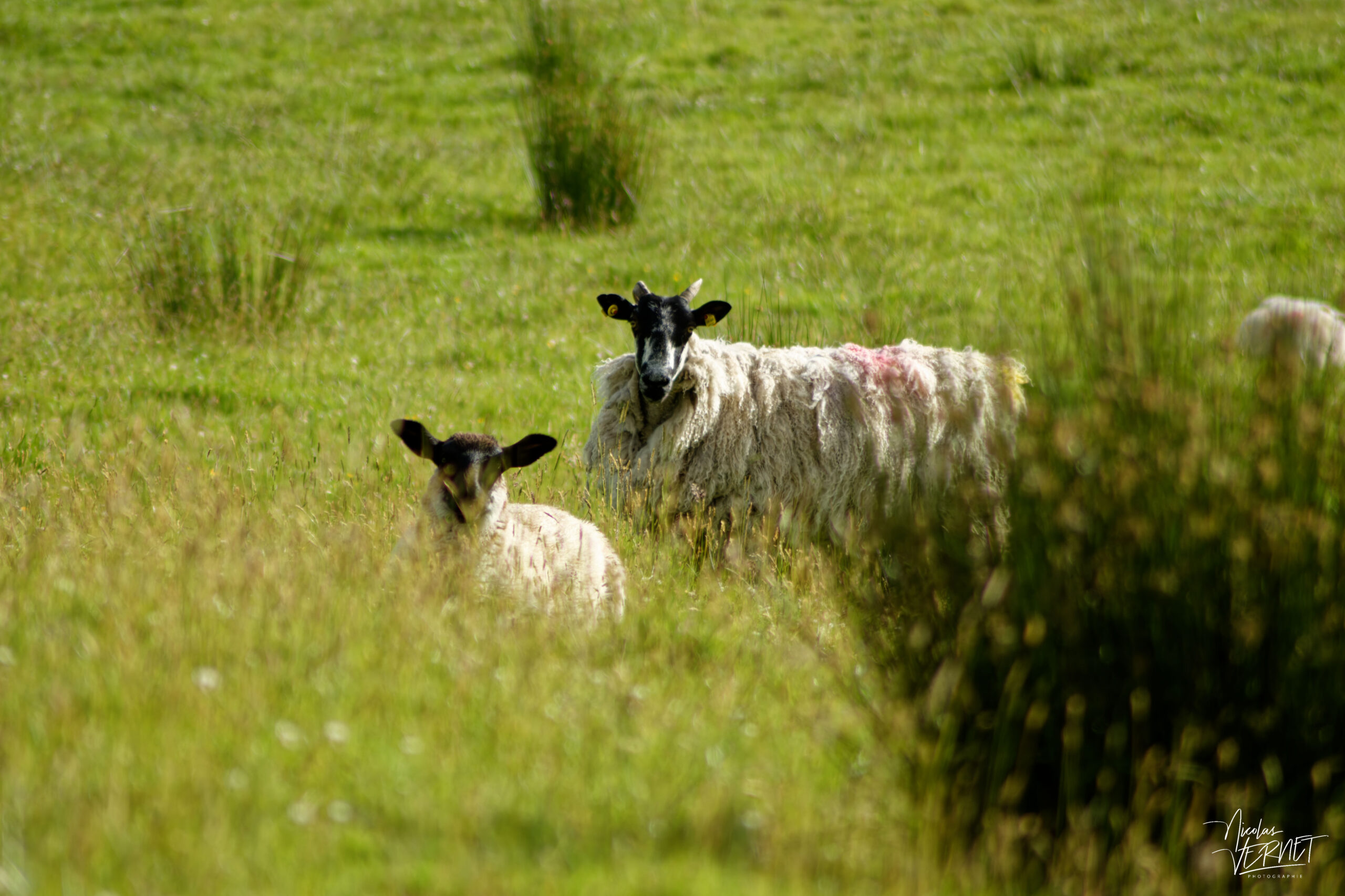 Brebis et agneau Scottish Blackface, Co. Longford, Irlande