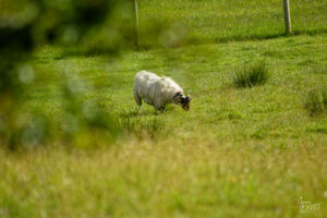Brebis Scottish Blackface, Co. Longford, Irlande