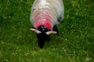 Brebis Scottish Blackface, Glennacally, Co. Mayo, Irlande