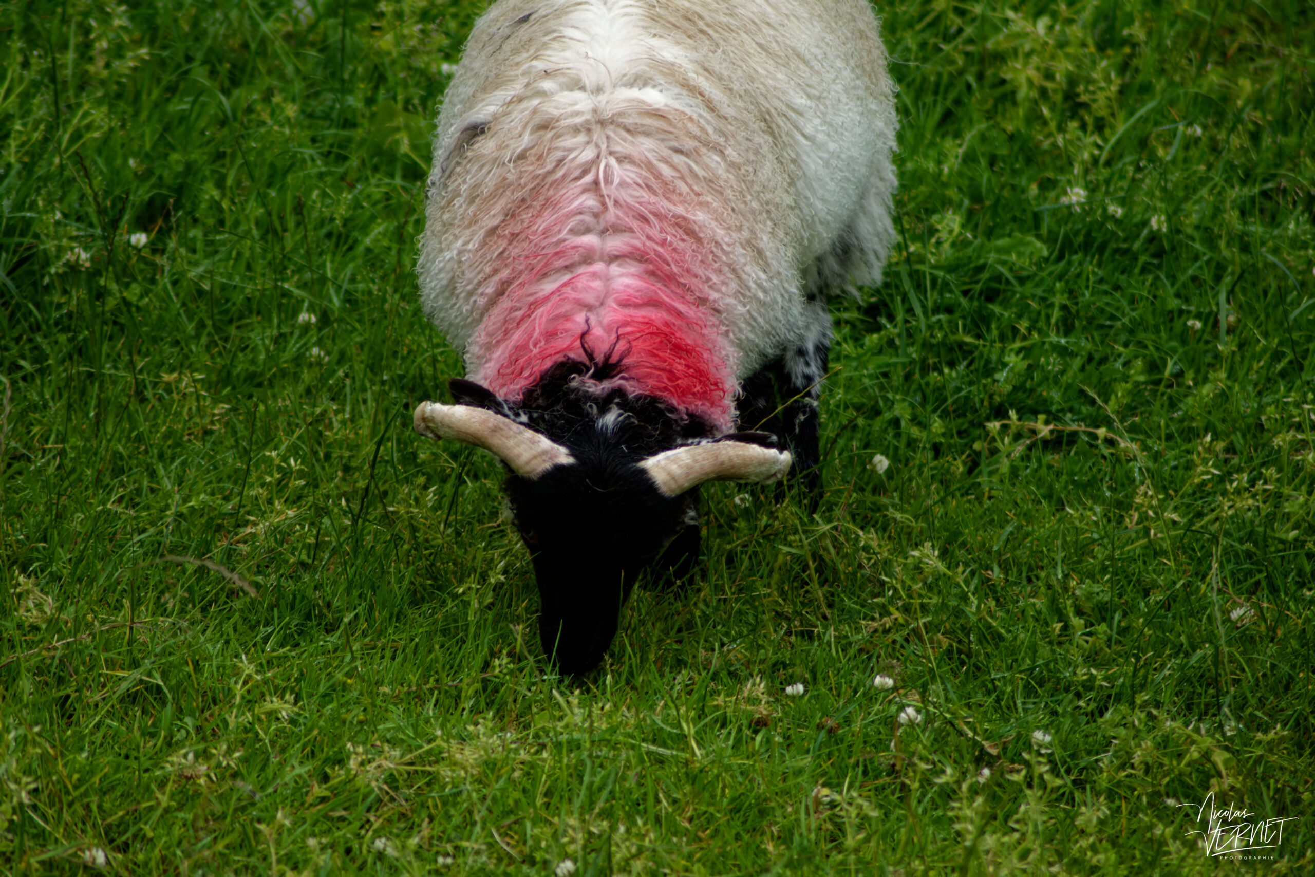 Brebis Scottish Blackface, Glennacally, Co. Mayo, Irlande