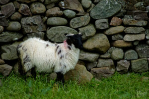 Brebis Scottish Blackface, Glennacally, Co. Mayo, Irlande