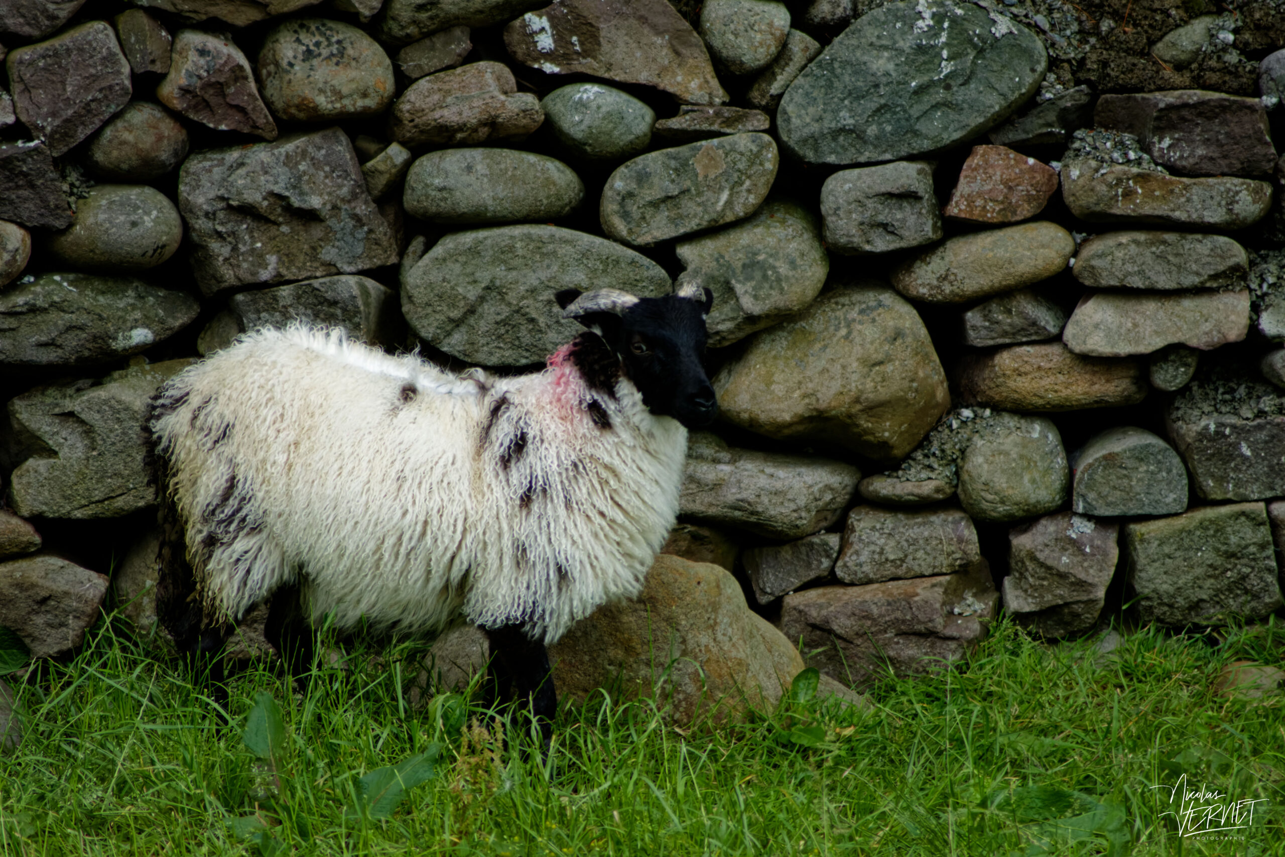 Brebis Scottish Blackface, Glennacally, Co. Mayo, Irlande