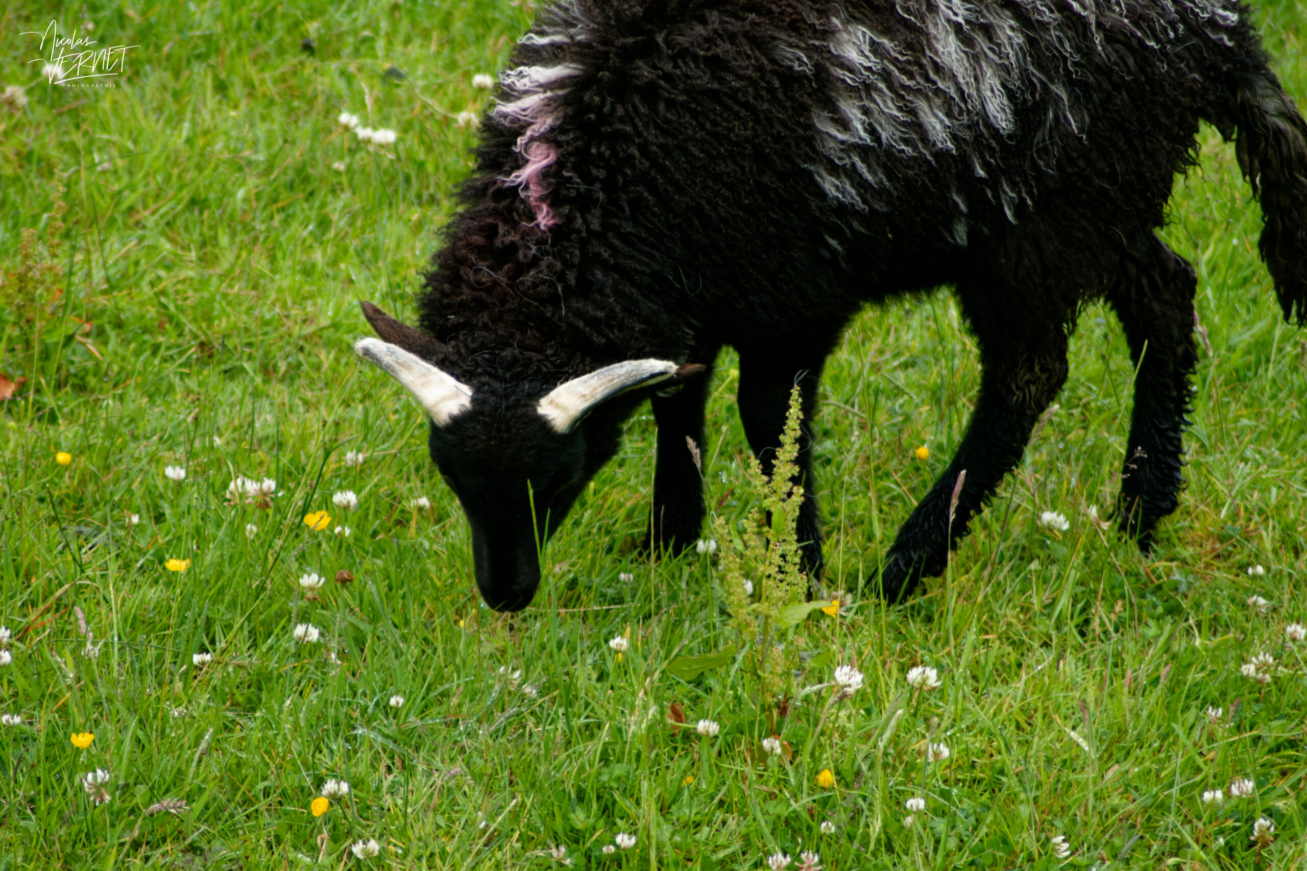 Agneau Scottish Blackface, Glennacally, Co. Mayo, Irlande