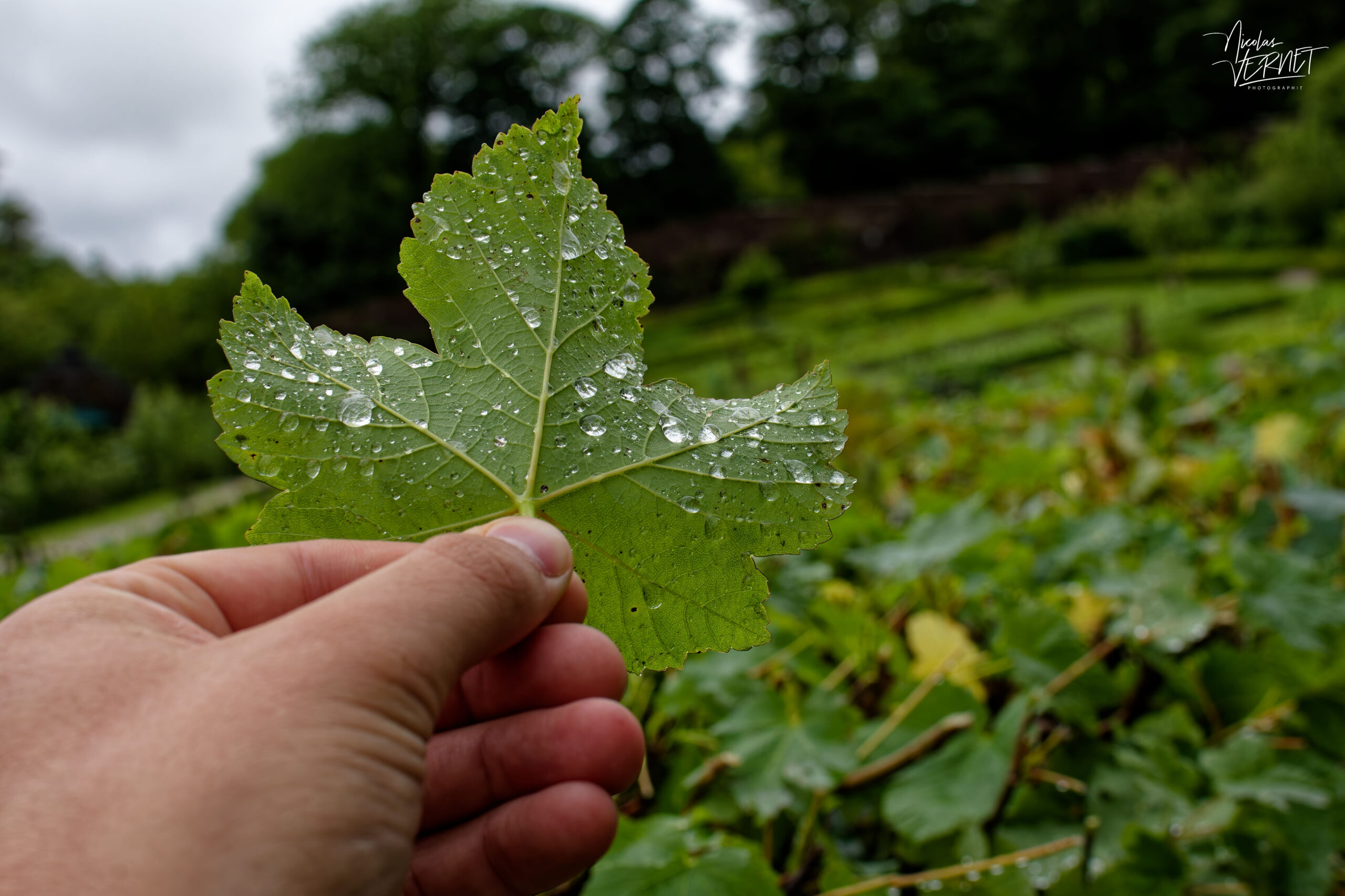 Feuille de vigne perlée de pluie, Jardin clos victorien, Abbaye de Kylemore, Pollacappul, Co. Galway, Irlande