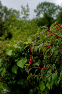 Clochettes de Fuchsia de Magellan (Fuchsia magellanica), Jardin clos victorien, Abbaye de Kylemore, Pollacappul, Co. Galway, Irlande