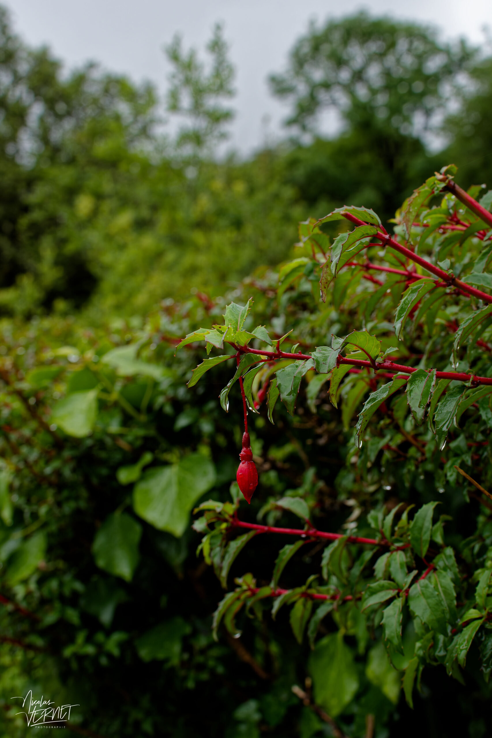 Clochettes de Fuchsia de Magellan (Fuchsia magellanica), Jardin clos victorien, Abbaye de Kylemore, Pollacappul, Co. Galway, Irlande